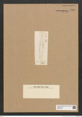 Diatomeae indet. Zeichnungen Sammlung Grunow Nr. 5945 (NHMW-BOT-W0374416)